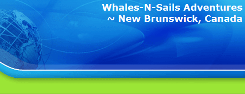 Whales-N-Sails Adventures
~ New Brunswick, Canada